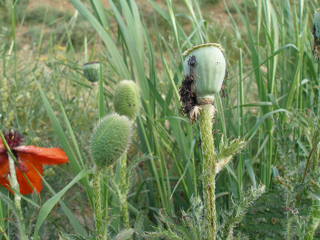 Turchia 5 - Papaver sp.